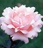 Fully blossomed rose