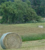 Hay bale in a green field