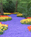 Flower path
