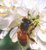 bee and flower