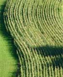 field of crop