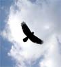 bird in air