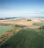 crop field