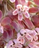 pink flowers