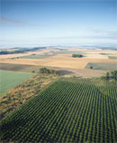 field of crops