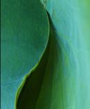 lotus leaves