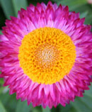 pink/yellow flower