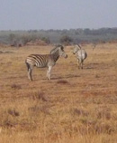 zebras in Nature Reserve