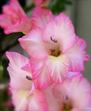 gladiolas