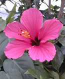 hibiscus